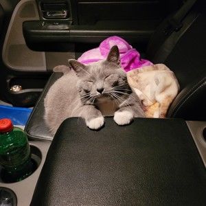 Meet your Posher, Misty